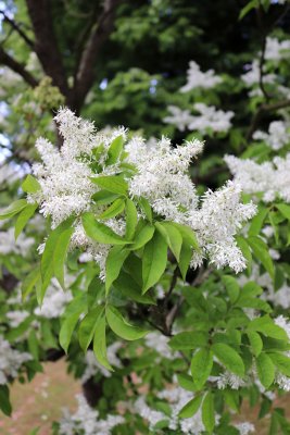 Fraxinus ornus - jasan manový (zimnář) - květenství 3 (31)